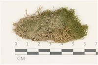 藏品(索氏叢本蘚)的圖片