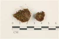 藏品(扭口蘚)的圖片