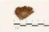 藏品(扭口蘚)的圖片