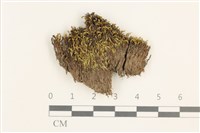 藏品(扭口蘚)的圖片