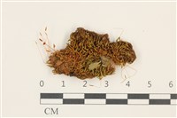 藏品(狹葉扭口蘚)的圖片