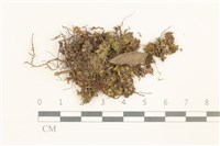 藏品(脆枝曲柄蘚)的圖片