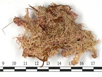 藏品(狹葉泥炭蘚)的圖片