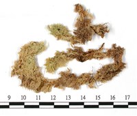 藏品(大泥炭蘚)的圖片