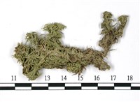 藏品(寬葉泥炭蘚)的圖片