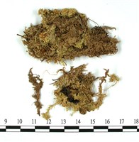 藏品(小孔泥炭蘚)的圖片