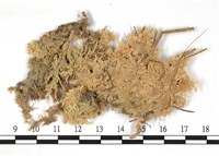 藏品(擬大泥炭蘚)的圖片