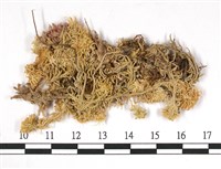 藏品(狹葉泥炭蘚)的圖片