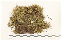 藏品(鞭苔,三裂鞭苔)的圖片