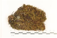 藏品(角齒蘚)的圖片