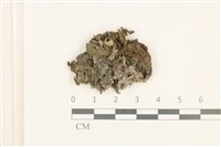 藏品(日本蛇苔)的圖片