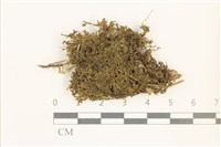 藏品(毛擬叉苔)的圖片