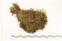 藏品(直葉珠蘚)的圖片