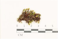 藏品(那霸短月蘚)的圖片