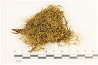 藏品(多疣懸蘚)的圖片