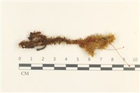 藏品(大熱澤蘚)的圖片