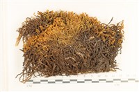 藏品(齒邊廣萼苔)的圖片