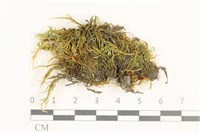 藏品(羽枝青蘚)的圖片