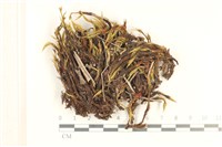 藏品(節莖曲柄蘚)的圖片