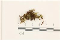 藏品(仙鶴蘚)的圖片