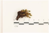 藏品(那霸短月蘚)的圖片