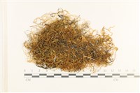 藏品(多疣懸蘚)的圖片