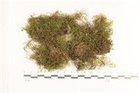 藏品(細枝青蘚)的圖片