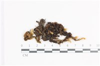 藏品(大灰氣蘚)的圖片