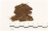 藏品(那霸短月蘚)的圖片