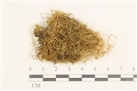 藏品(鞭枝懸蘚)的圖片