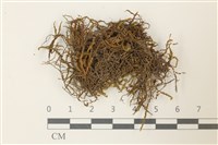 藏品(皺葉牛舌蘚)的圖片