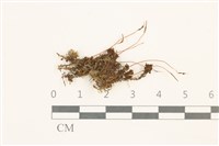 藏品(仙鶴蘚)的圖片