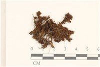 藏品(仙鶴蘚)的圖片