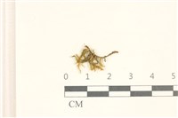 藏品(細葉櫛葉蘚, 毛葉梳蘚)的圖片