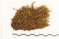 藏品(梨蒴珠蘚長形變種)的圖片