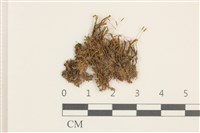 藏品(扭口蘚)的圖片