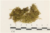 藏品(細枝青蘚)的圖片