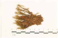 藏品(直葉珠蘚)的圖片