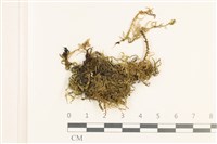 藏品(細枝青蘚)的圖片