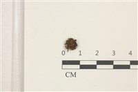 藏品(印度扭口蘚)的圖片