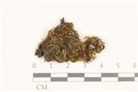 藏品(劍葉花葉蘚)的圖片