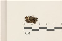 藏品(細花葉蘚)的圖片