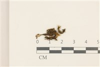 藏品(劍葉花葉蘚)的圖片