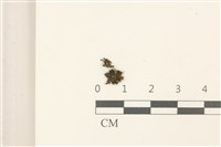 藏品(細花葉蘚)的圖片