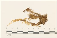 藏品(腐木蘚)的圖片