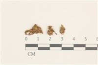 藏品(叢生真蘚)的圖片