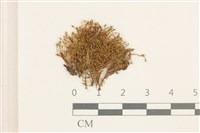 藏品(叢生真蘚)的圖片