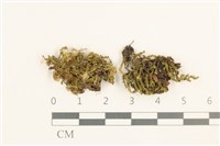 藏品(強肋蘚)的圖片