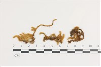 藏品(毛扭蘚)的圖片