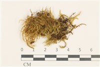 藏品(細枝青蘚)的圖片